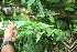  ( - BioBot05968)  @11 [ ] CreativeCommons - Attribution Non-Commercial Share-Alike (2010) Daniel H. Janzen Guanacaste Dry Forest Conservation Fund