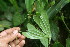  ( - BioBot05968)  @11 [ ] CreativeCommons - Attribution Non-Commercial Share-Alike (2010) Daniel H. Janzen Guanacaste Dry Forest Conservation Fund
