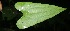  ( - BioBot05968)  @11 [ ] CreativeCommons - Attribution Non-Commercial Share-Alike (2010) Daniel H. Janzen Guanacaste Dry Forest Conservation Fund
