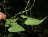  ( - BioBot05969)  @11 [ ] CreativeCommons - Attribution Non-Commercial Share-Alike (2010) Daniel H. Janzen Guanacaste Dry Forest Conservation Fund