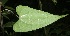  ( - BioBot05969)  @11 [ ] CreativeCommons - Attribution Non-Commercial Share-Alike (2010) Daniel H. Janzen Guanacaste Dry Forest Conservation Fund