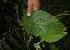  (Witheringia - BioBot05970)  @11 [ ] CreativeCommons - Attribution Non-Commercial Share-Alike (2010) Daniel H. Janzen Guanacaste Dry Forest Conservation Fund