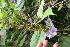  ( - BioBot06002)  @11 [ ] CreativeCommons - Attribution Non-Commercial Share-Alike (2010) Daniel H. Janzen Guanacaste Dry Forest Conservation Fund