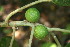  ( - BioBot06009)  @11 [ ] CreativeCommons - Attribution Non-Commercial Share-Alike (2010) Daniel H. Janzen Guanacaste Dry Forest Conservation Fund