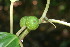  ( - BioBot06009)  @11 [ ] CreativeCommons - Attribution Non-Commercial Share-Alike (2010) Daniel H. Janzen Guanacaste Dry Forest Conservation Fund