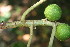  ( - BioBot06009)  @11 [ ] CreativeCommons - Attribution Non-Commercial Share-Alike (2010) Daniel H. Janzen Guanacaste Dry Forest Conservation Fund