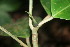  ( - BioBot06009)  @11 [ ] CreativeCommons - Attribution Non-Commercial Share-Alike (2010) Daniel H. Janzen Guanacaste Dry Forest Conservation Fund