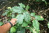  ( - BioBot06019)  @11 [ ] CreativeCommons - Attribution Non-Commercial Share-Alike (2010) Daniel H. Janzen Guanacaste Dry Forest Conservation Fund