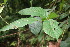  ( - BioBot06020)  @11 [ ] CreativeCommons - Attribution Non-Commercial Share-Alike (2010) Daniel H. Janzen Guanacaste Dry Forest Conservation Fund