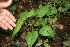  ( - BioBot06022)  @11 [ ] CreativeCommons - Attribution Non-Commercial Share-Alike (2010) Daniel H. Janzen Guanacaste Dry Forest Conservation Fund