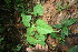  ( - BioBot06023)  @11 [ ] CreativeCommons - Attribution Non-Commercial Share-Alike (2010) Daniel H. Janzen Guanacaste Dry Forest Conservation Fund