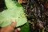  (Dieffenbachia - BioBot06027)  @11 [ ] CreativeCommons - Attribution Non-Commercial Share-Alike (2010) Daniel H. Janzen Guanacaste Dry Forest Conservation Fund