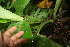  ( - BioBot06028)  @11 [ ] CreativeCommons - Attribution Non-Commercial Share-Alike (2010) Daniel H. Janzen Guanacaste Dry Forest Conservation Fund