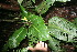  ( - BioBot06029)  @11 [ ] CreativeCommons - Attribution Non-Commercial Share-Alike (2010) Daniel H. Janzen Guanacaste Dry Forest Conservation Fund