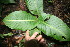  ( - BioBot06029)  @11 [ ] CreativeCommons - Attribution Non-Commercial Share-Alike (2010) Daniel H. Janzen Guanacaste Dry Forest Conservation Fund