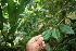  ( - BioBot06033)  @11 [ ] CreativeCommons - Attribution Non-Commercial Share-Alike (2010) Daniel H. Janzen Guanacaste Dry Forest Conservation Fund