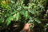  ( - BioBot06034)  @11 [ ] CreativeCommons - Attribution Non-Commercial Share-Alike (2010) Daniel H. Janzen Guanacaste Dry Forest Conservation Fund