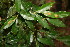  ( - BioBot06034)  @11 [ ] CreativeCommons - Attribution Non-Commercial Share-Alike (2010) Daniel H. Janzen Guanacaste Dry Forest Conservation Fund