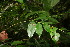  ( - BioBot06035)  @11 [ ] CreativeCommons - Attribution Non-Commercial Share-Alike (2010) Daniel H. Janzen Guanacaste Dry Forest Conservation Fund