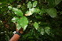  ( - BioBot06035)  @11 [ ] CreativeCommons - Attribution Non-Commercial Share-Alike (2010) Daniel H. Janzen Guanacaste Dry Forest Conservation Fund