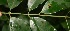  ( - BioBot06035)  @11 [ ] CreativeCommons - Attribution Non-Commercial Share-Alike (2010) Daniel H. Janzen Guanacaste Dry Forest Conservation Fund
