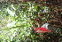  ( - BioBot06036)  @11 [ ] CreativeCommons - Attribution Non-Commercial Share-Alike (2010) Daniel H. Janzen Guanacaste Dry Forest Conservation Fund