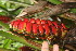  ( - BioBot06036)  @11 [ ] CreativeCommons - Attribution Non-Commercial Share-Alike (2010) Daniel H. Janzen Guanacaste Dry Forest Conservation Fund