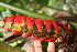  ( - BioBot06036)  @11 [ ] CreativeCommons - Attribution Non-Commercial Share-Alike (2010) Daniel H. Janzen Guanacaste Dry Forest Conservation Fund