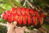  ( - BioBot06036)  @11 [ ] CreativeCommons - Attribution Non-Commercial Share-Alike (2010) Daniel H. Janzen Guanacaste Dry Forest Conservation Fund