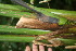  ( - BioBot06036)  @11 [ ] CreativeCommons - Attribution Non-Commercial Share-Alike (2010) Daniel H. Janzen Guanacaste Dry Forest Conservation Fund