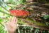  ( - BioBot06037)  @11 [ ] CreativeCommons - Attribution Non-Commercial Share-Alike (2010) Daniel H. Janzen Guanacaste Dry Forest Conservation Fund