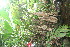 ( - BioBot06038)  @11 [ ] CreativeCommons - Attribution Non-Commercial Share-Alike (2010) Daniel H. Janzen Guanacaste Dry Forest Conservation Fund