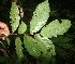  ( - BioBot06052)  @11 [ ] CreativeCommons - Attribution Non-Commercial Share-Alike (2010) Daniel H. Janzen Guanacaste Dry Forest Conservation Fund