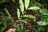  ( - BioBot06058)  @11 [ ] CreativeCommons - Attribution Non-Commercial Share-Alike (2010) Daniel H. Janzen Guanacaste Dry Forest Conservation Fund