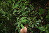  ( - BioBot06059)  @11 [ ] CreativeCommons - Attribution Non-Commercial Share-Alike (2010) Daniel H. Janzen Guanacaste Dry Forest Conservation Fund