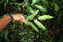  ( - BioBot06059)  @11 [ ] CreativeCommons - Attribution Non-Commercial Share-Alike (2010) Daniel H. Janzen Guanacaste Dry Forest Conservation Fund