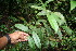  ( - BioBot06060)  @11 [ ] CreativeCommons - Attribution Non-Commercial Share-Alike (2010) Daniel H. Janzen Guanacaste Dry Forest Conservation Fund