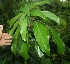  (Oreopanax capitatus - BioBot06064)  @11 [ ] CreativeCommons - Attribution Non-Commercial Share-Alike (2010) Daniel H. Janzen Guanacaste Dry Forest Conservation Fund