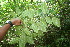  (Miconia lateriflora - BioBot06065)  @11 [ ] CreativeCommons - Attribution Non-Commercial Share-Alike (2010) Daniel H. Janzen Guanacaste Dry Forest Conservation Fund