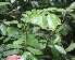  (Zanthoxylum acuminatum - BioBot06069)  @11 [ ] CreativeCommons - Attribution Non-Commercial Share-Alike (2010) Daniel H. Janzen Guanacaste Dry Forest Conservation Fund