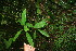  ( - BioBot06075)  @11 [ ] CreativeCommons - Attribution Non-Commercial Share-Alike (2010) Daniel H. Janzen Guanacaste Dry Forest Conservation Fund