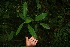  ( - BioBot06075)  @11 [ ] CreativeCommons - Attribution Non-Commercial Share-Alike (2010) Daniel H. Janzen Guanacaste Dry Forest Conservation Fund