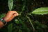  ( - BioBot06075)  @11 [ ] CreativeCommons - Attribution Non-Commercial Share-Alike (2010) Daniel H. Janzen Guanacaste Dry Forest Conservation Fund