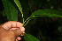  ( - BioBot06075)  @11 [ ] CreativeCommons - Attribution Non-Commercial Share-Alike (2010) Daniel H. Janzen Guanacaste Dry Forest Conservation Fund