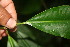  ( - BioBot06075)  @11 [ ] CreativeCommons - Attribution Non-Commercial Share-Alike (2010) Daniel H. Janzen Guanacaste Dry Forest Conservation Fund
