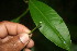  ( - BioBot06075)  @11 [ ] CreativeCommons - Attribution Non-Commercial Share-Alike (2010) Daniel H. Janzen Guanacaste Dry Forest Conservation Fund