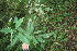  ( - BioBot06076)  @11 [ ] CreativeCommons - Attribution Non-Commercial Share-Alike (2010) Daniel H. Janzen Guanacaste Dry Forest Conservation Fund