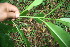  ( - BioBot06076)  @11 [ ] CreativeCommons - Attribution Non-Commercial Share-Alike (2010) Daniel H. Janzen Guanacaste Dry Forest Conservation Fund