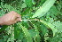  ( - BioBot06077)  @11 [ ] CreativeCommons - Attribution Non-Commercial Share-Alike (2010) Daniel H. Janzen Guanacaste Dry Forest Conservation Fund