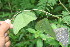  ( - BioBot06081)  @11 [ ] CreativeCommons - Attribution Non-Commercial Share-Alike (2010) Daniel H. Janzen Guanacaste Dry Forest Conservation Fund